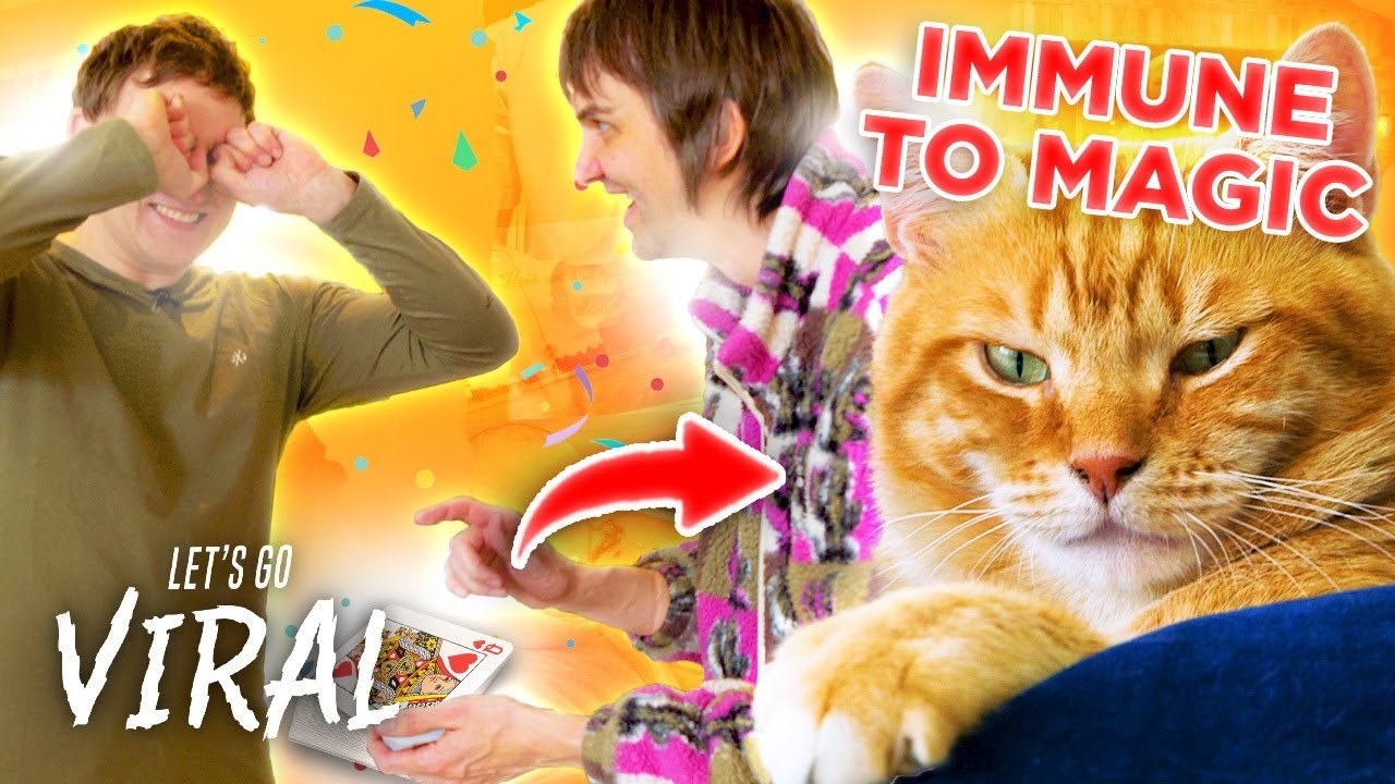 Do Cats Love Magic? Pete Heat Knows The Answer!